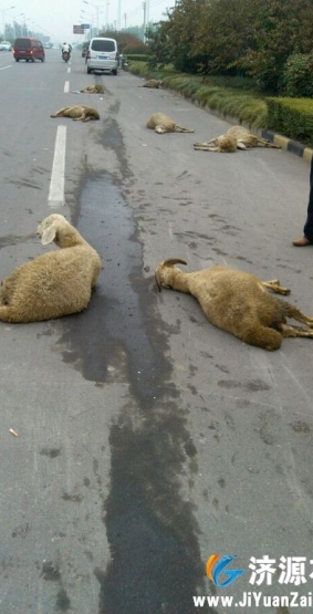 黄河大道上一辆面包车撞上了一群羊
