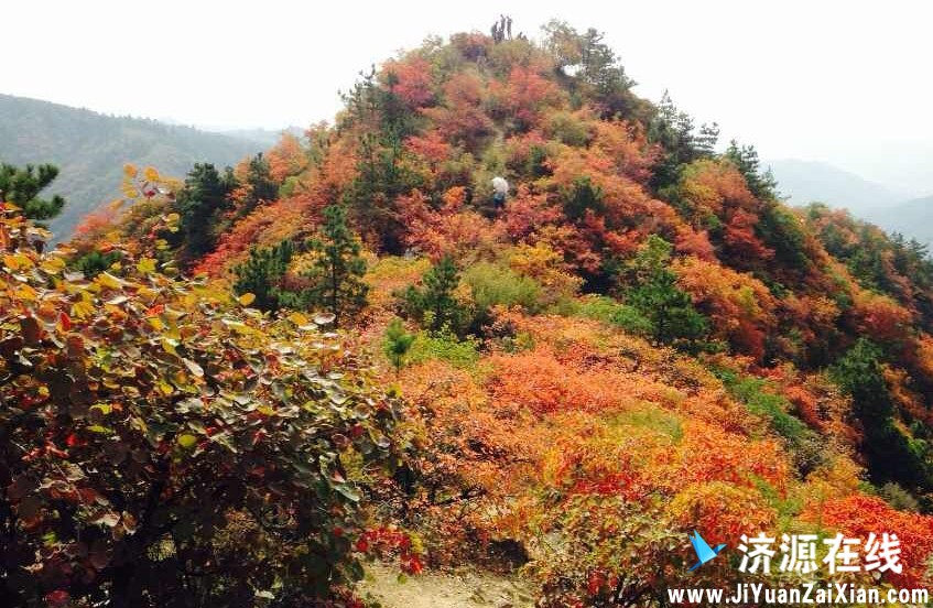 济源王屋神沟红叶