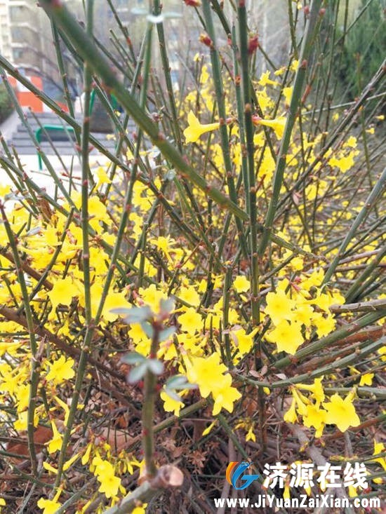 201503241105533196.jpg