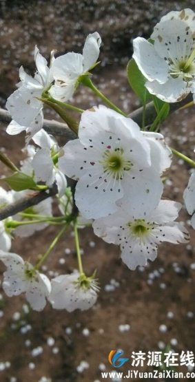 传说中的马村梨花园