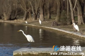 济源小浪底近百只白鹭翩翩起舞，千姿百态美不胜收