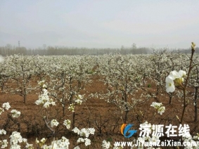 马村的梨花已经开好啦。。。