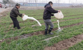 济源奶牛养殖场规模化 未出现倒奶现象