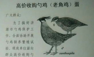 网传市林业部门高价收购勺鸡蛋 这是真事儿