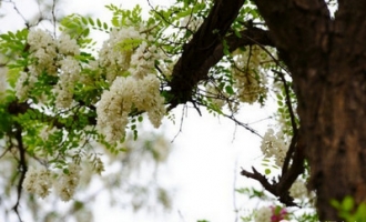 济源南山槐花节