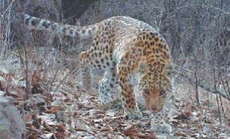 济源林场发现野生金钱豹 伸懒腰卖萌抢镜