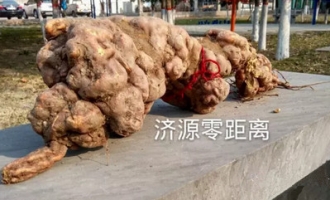济源发现11.8斤重兽形何首乌 专家：济源首例