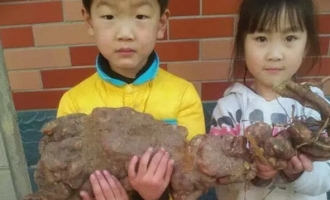 济源发现巨大兽形何首乌