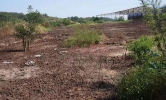 网传济源奶牛场奶牛喝粪水长大 记者实地探访