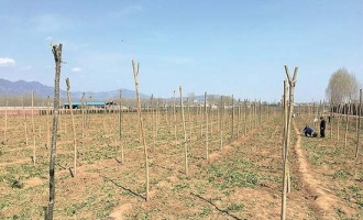 济源菜农2万多斤菠菜被哄抢 缘起竟是一段虚假视频