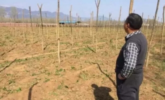 济源菜农菠菜被哄抢 视频拍摄者被公安机关训诫教育