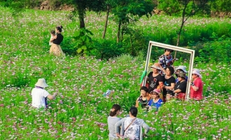 济源思礼镇的百亩格桑花海竞相开放，吸引众多游客观赏