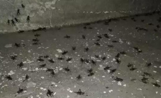 济源多地蟋蟀泛滥成灾 网友：吃碗米线跳碗里两只