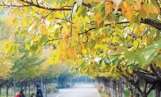 济源市区76处彩叶观赏点呈现多彩秋色
