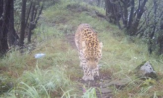 济源首次发现3只野生金钱豹，幼崽跟妈妈林中觅食